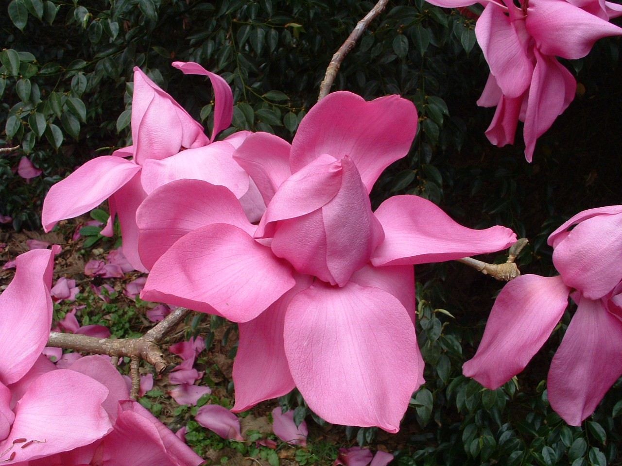 Magnolia campbellii sub species mollicomata Lanarth